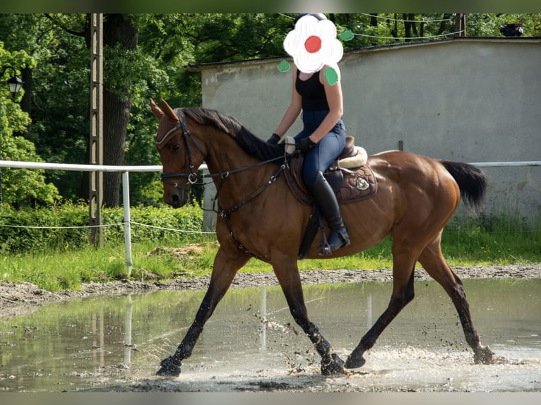 Pur-sang anglais Jument 10 Ans 158 cm Bai in Świerklany