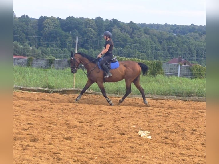 Pur-sang anglais Jument 10 Ans 158 cm Bai in Świerklany