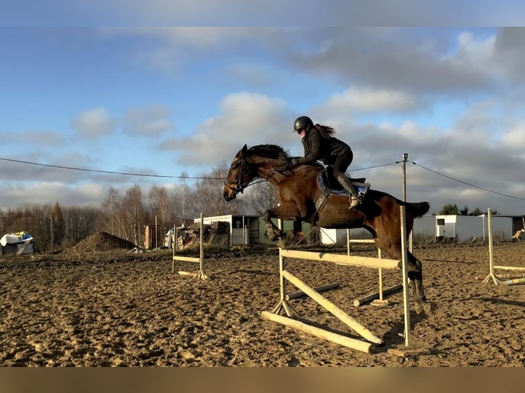 Pur-sang anglais Jument 10 Ans 158 cm Bai in Świerklany