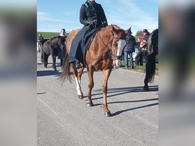 Pur-sang anglais Jument 10 Ans 160 cm Alezan in Murnau