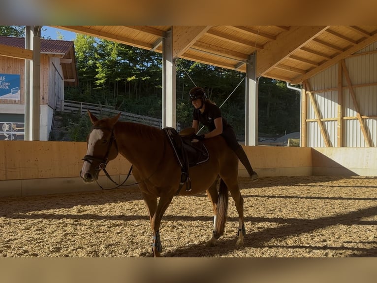 Pur-sang anglais Jument 10 Ans 160 cm Alezan in Murnau