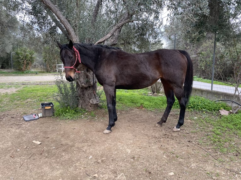 Pur-sang anglais Jument 10 Ans 160 cm Bai brun in Lesbos