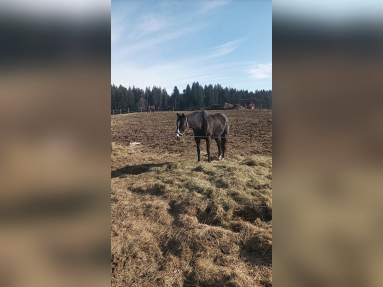Pur-sang anglais Jument 10 Ans 160 cm Bai brun foncé in Isny im Allgäu