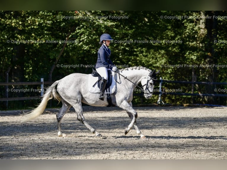 Pur-sang anglais Jument 10 Ans 160 cm Gris moucheté in Elsoff