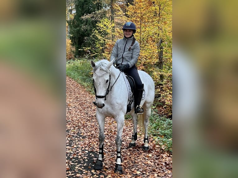Pur-sang anglais Jument 10 Ans 160 cm Gris moucheté in Elsoff