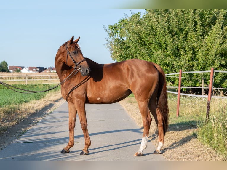 Pur-sang anglais Jument 10 Ans 162 cm Alezan in Wernau
