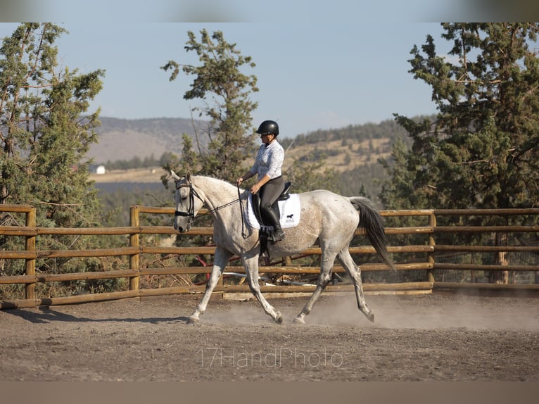 Pur-sang anglais Jument 10 Ans 163 cm Gris moucheté in Powell Butte