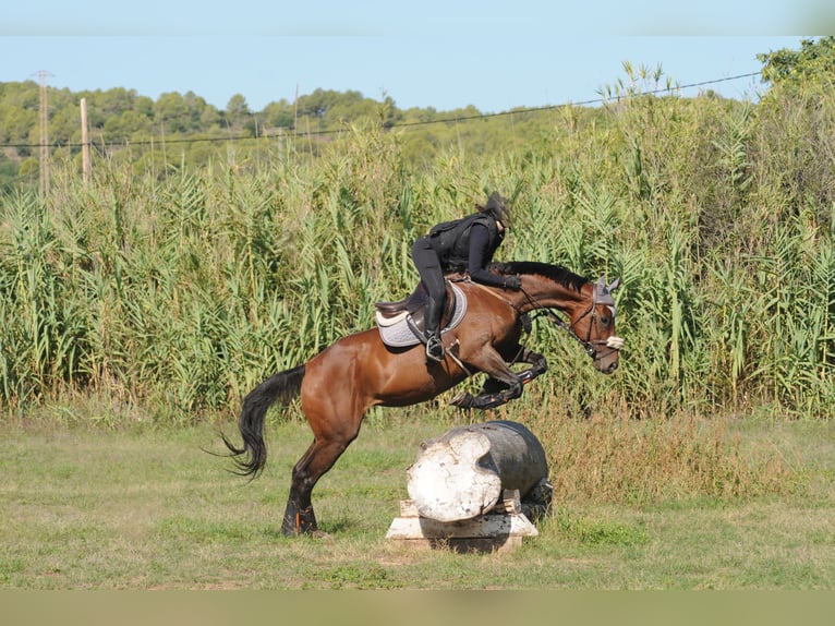 Pur-sang anglais Jument 10 Ans 164 cm Bai brun in Banyoles