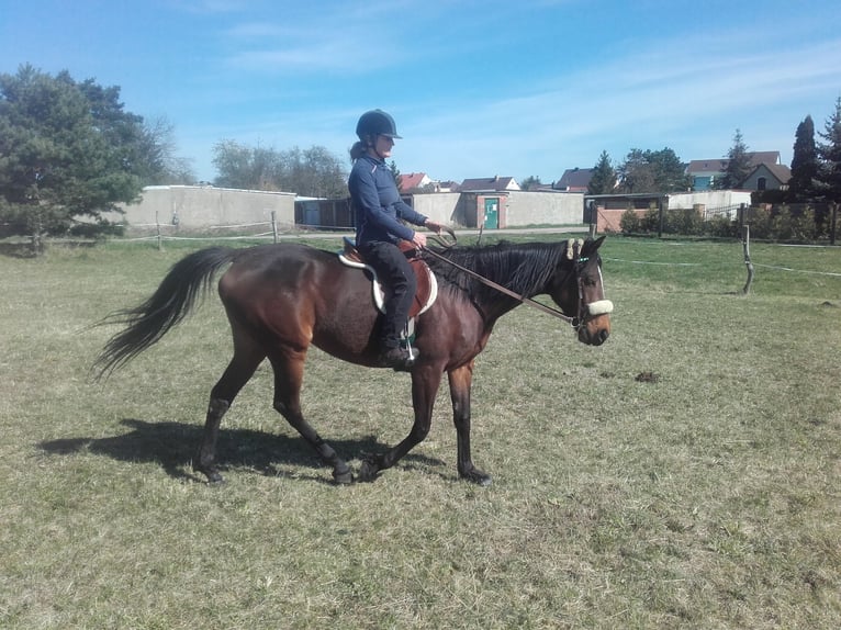 Pur-sang anglais Jument 10 Ans 164 cm Bai in Valverde Del Fresno