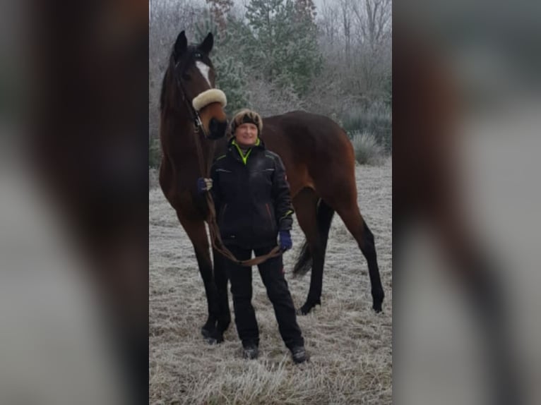 Pur-sang anglais Jument 10 Ans 164 cm Bai in Valverde Del Fresno