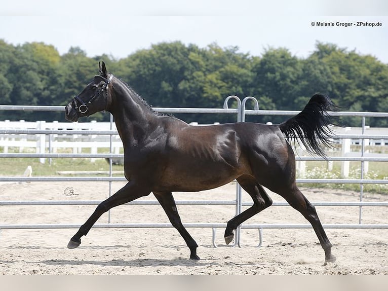 Pur-sang anglais Jument 10 Ans 164 cm Noir in Bad Oldesloe