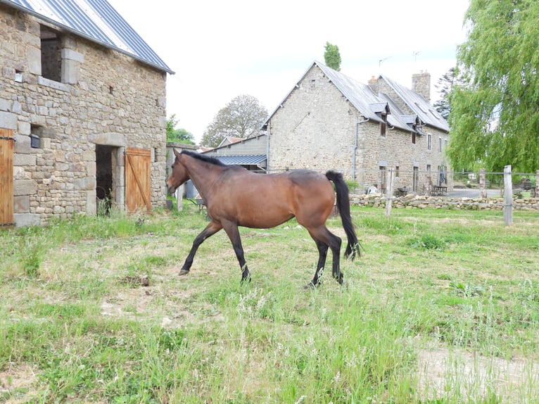 Pur-sang anglais Jument 10 Ans 165 cm Bai in le luot