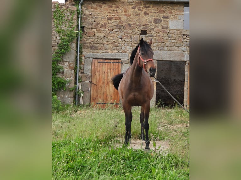 Pur-sang anglais Jument 10 Ans 165 cm Bai in le luot