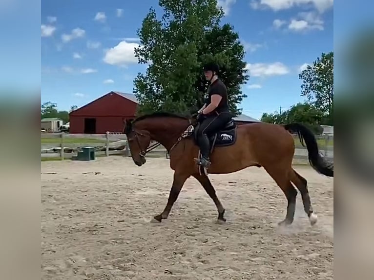 Pur-sang anglais Jument 10 Ans 166 cm Bai in Salt Lick