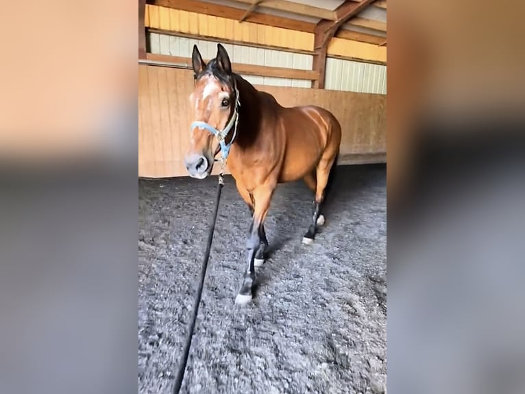 Pur-sang anglais Jument 10 Ans 166 cm Bai in Salt Lick