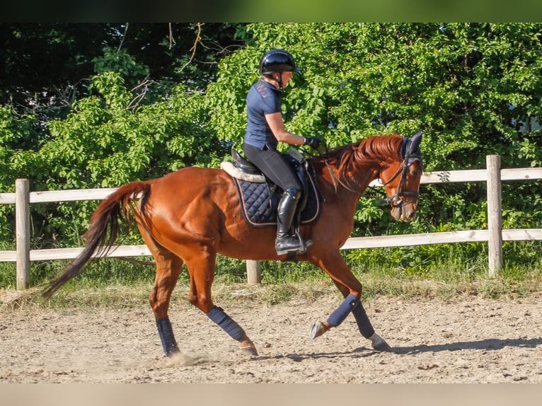 Pur-sang anglais Jument 11 Ans 160 cm Alezan in Weisenheim am Sand