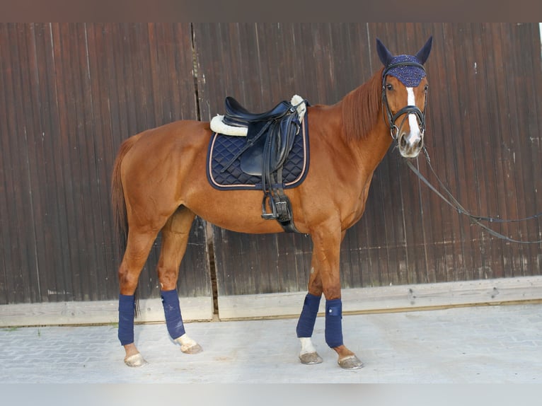 Pur-sang anglais Jument 11 Ans 160 cm Alezan in Weisenheim am Sand