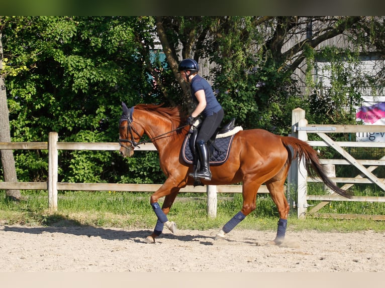 Pur-sang anglais Jument 11 Ans 160 cm Alezan in Weisenheim am Sand