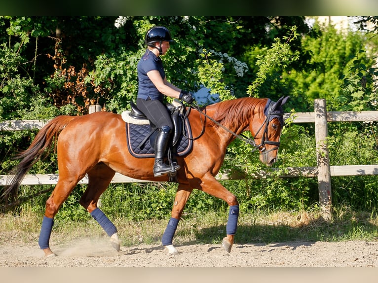 Pur-sang anglais Jument 11 Ans 160 cm Alezan in Weisenheim am Sand