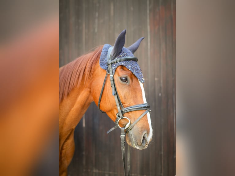 Pur-sang anglais Jument 11 Ans 160 cm Alezan in Weisenheim am Sand