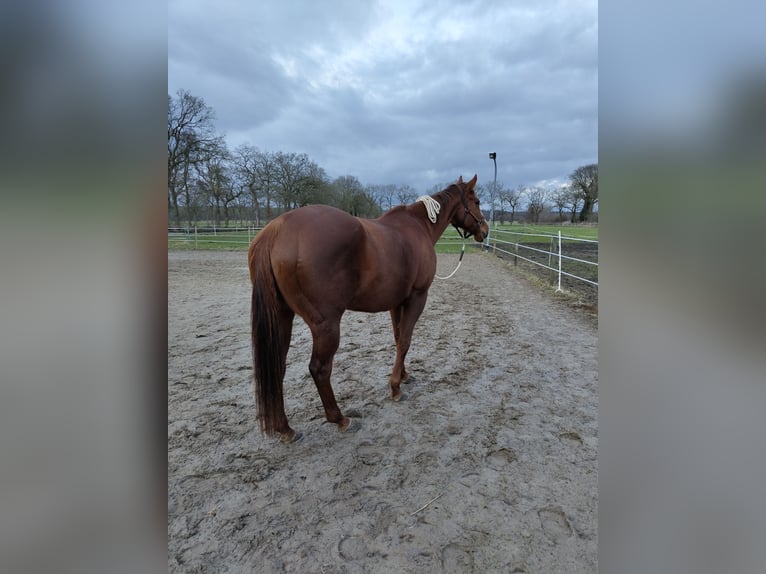 Pur-sang anglais Jument 11 Ans 162 cm Alezan in Westoverledingen