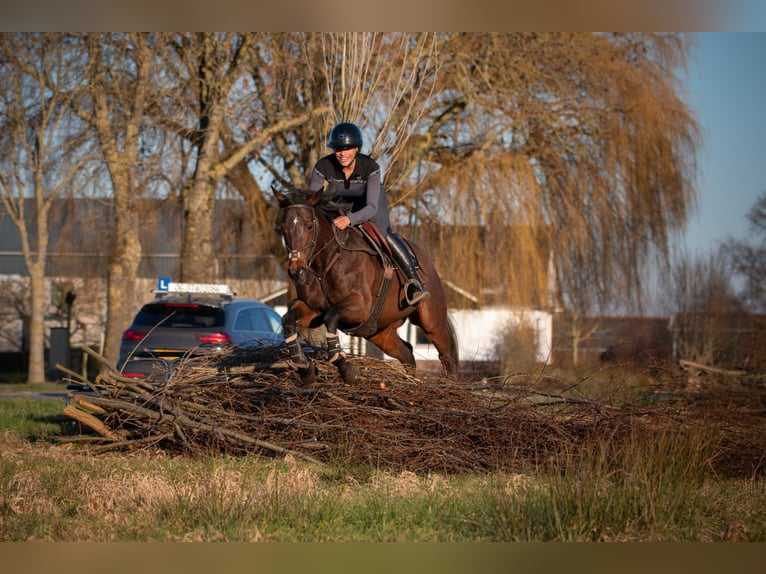 Pur-sang anglais Jument 11 Ans 164 cm Bai cerise in Hardinxveld Giessendam