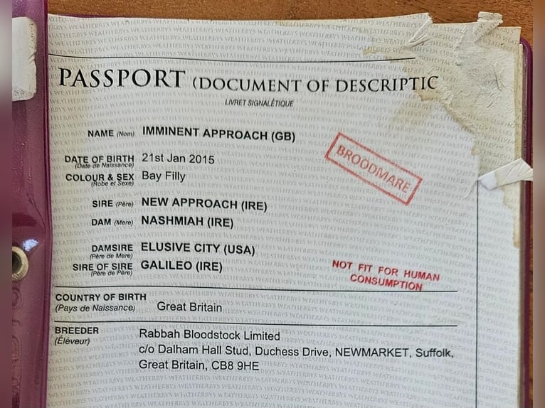 Pur-sang anglais Jument 11 Ans 164 cm Bai in DörpenHeede