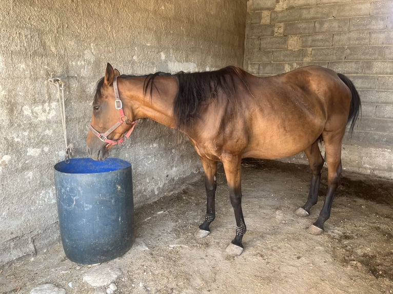 Pur-sang anglais Jument 11 Ans 164 cm Bai clair in Rosolini