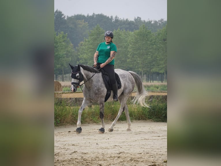 Pur-sang anglais Jument 11 Ans 165 cm Gris in Rheinbach