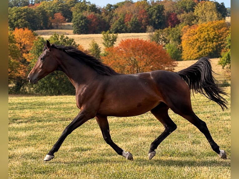 Pur-sang anglais Jument 11 Ans 166 cm Bai brun in Vichy