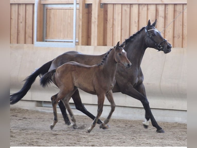 Pur-sang anglais Jument 11 Ans 167 cm Bai brun in Lustadt