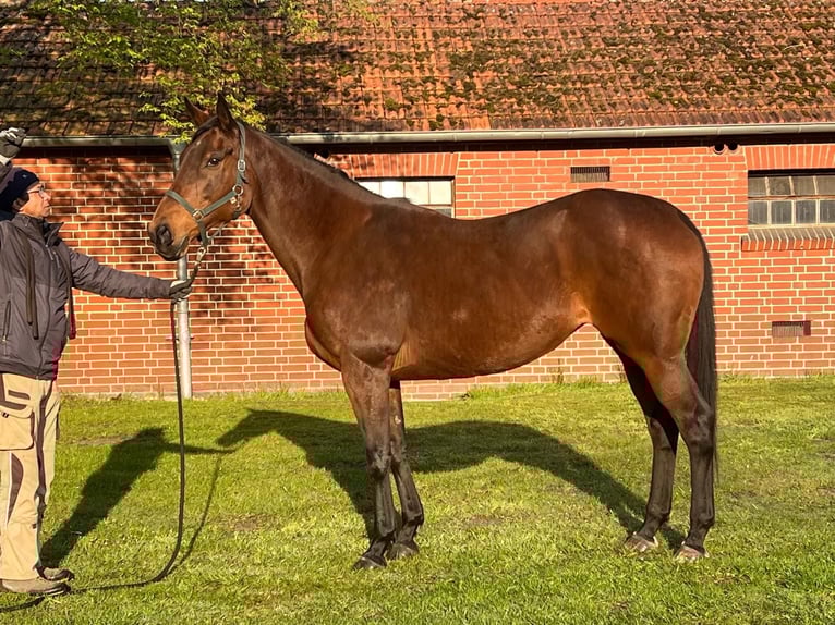 Pur-sang anglais Jument 11 Ans 167 cm Bai in Gütersloh