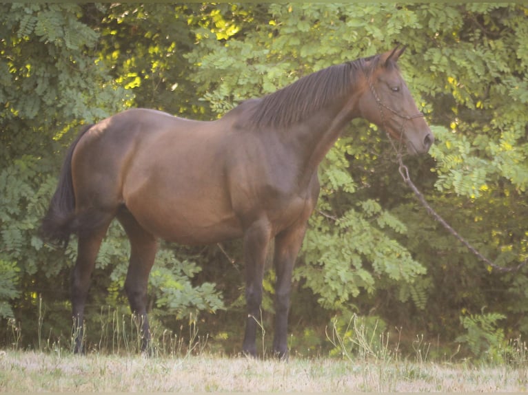 Pur-sang anglais Croisé Jument 11 Ans 168 cm Bai brun in Donnezac