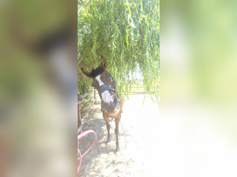 Pur-sang anglais Jument 12 Ans 156 cm Bai in Prinzendorf an der Zaya