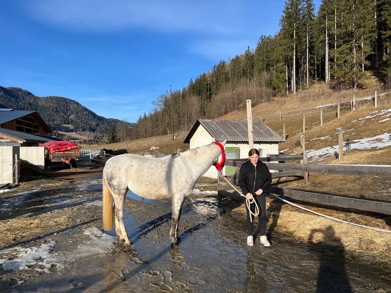 Pur-sang anglais Jument 12 Ans 160 cm Gris pommelé in Scheifling
