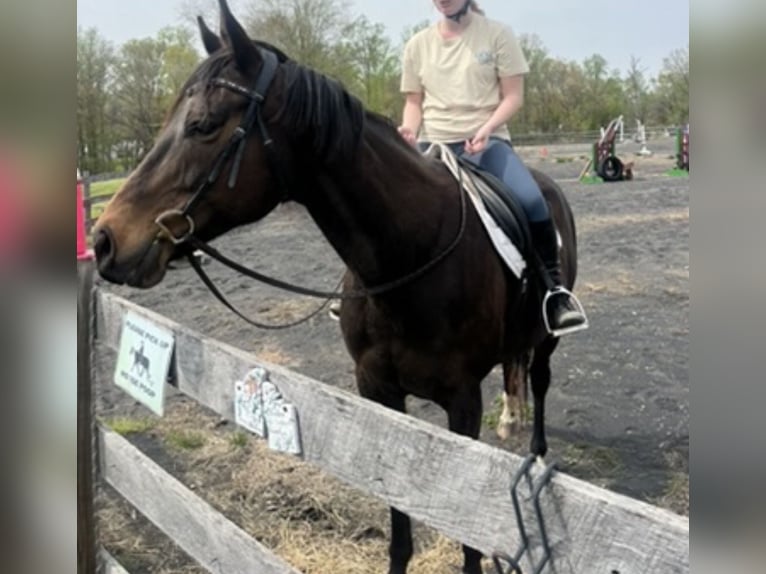 Pur-sang anglais Jument 12 Ans 163 cm Bai cerise in maryland