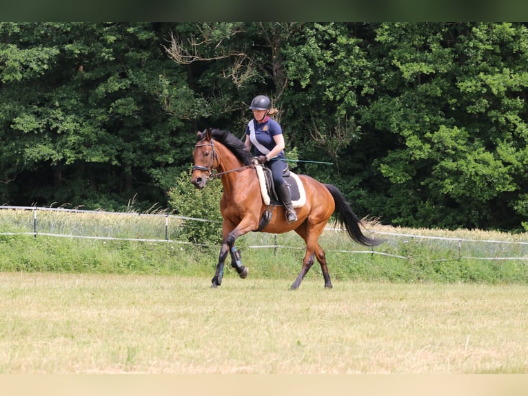 Pur-sang anglais Jument 12 Ans 163 cm Bai in Crailsheim