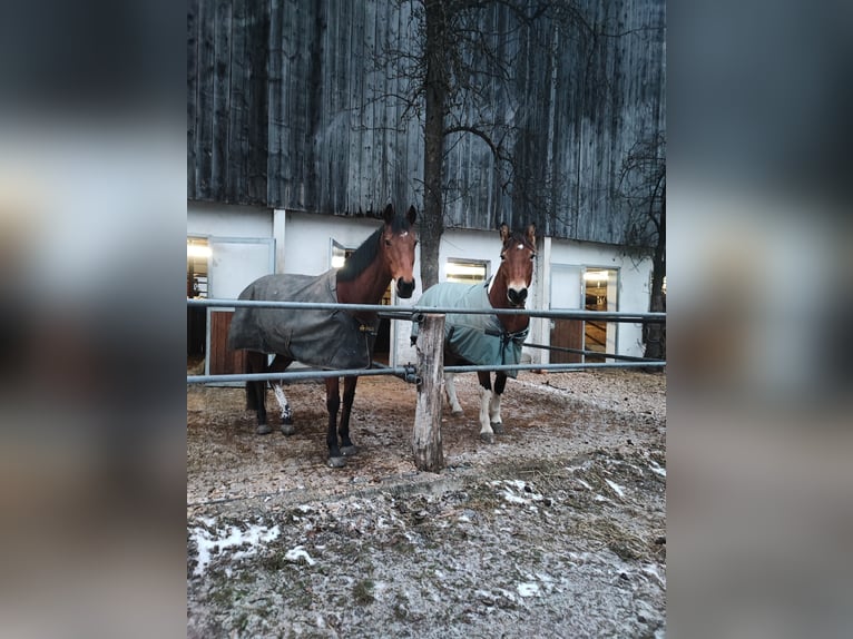 Pur-sang anglais Jument 12 Ans 163 cm Bai in Dießen am Ammersee