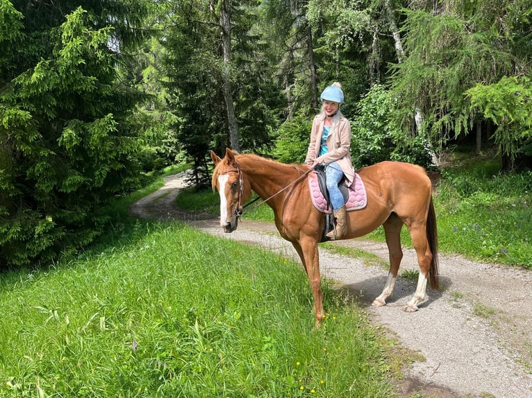 Pur-sang anglais Jument 12 Ans 165 cm Alezan in Reith bei Seefeld