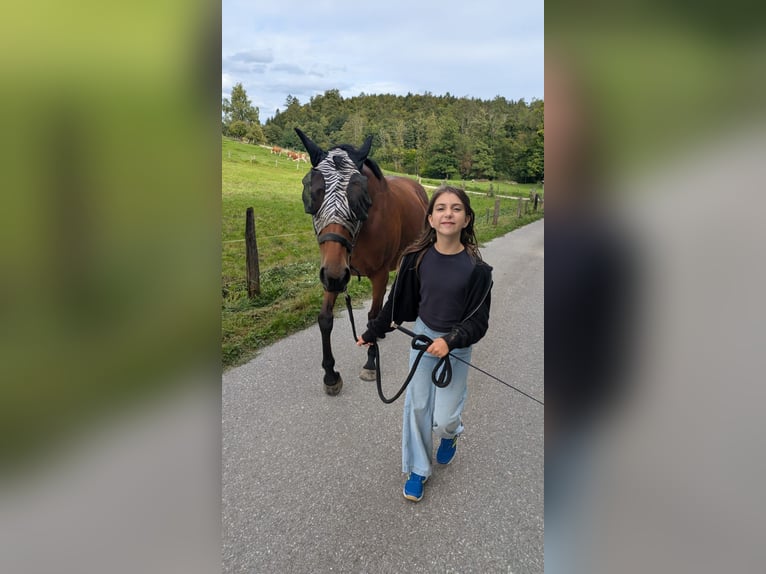 Pur-sang anglais Jument 12 Ans 165 cm Bai in Dießen am Ammersee