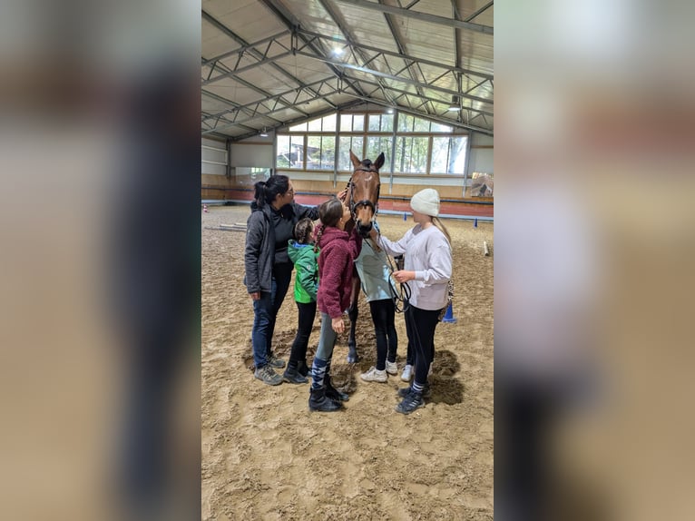 Pur-sang anglais Jument 12 Ans 165 cm Bai in Dießen am Ammersee