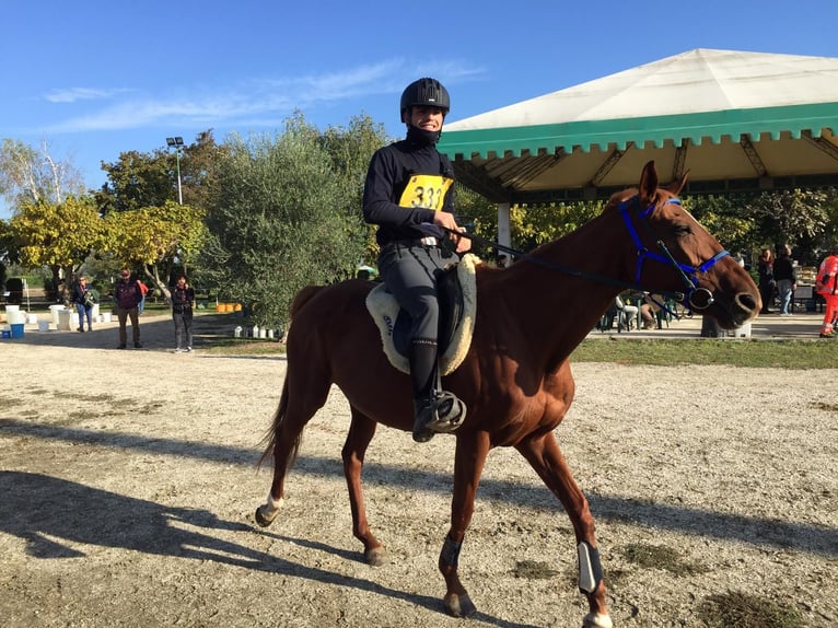Pur-sang anglais Jument 12 Ans 167 cm Alezan in Gussago