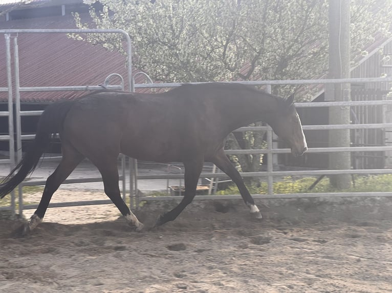 Pur-sang anglais Jument 13 Ans 161 cm Bai in Lehrberg