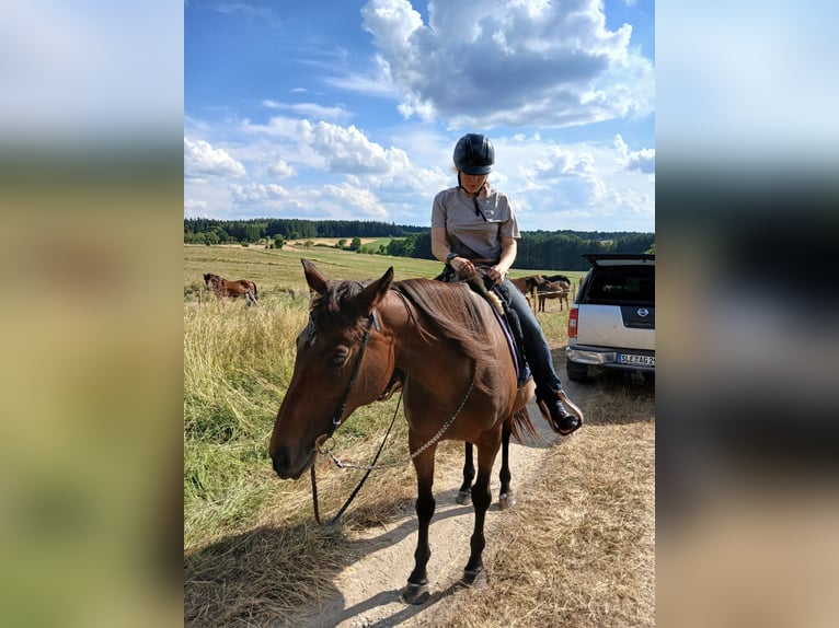 Pur-sang anglais Jument 14 Ans 160 cm Bai in Hellenthal
