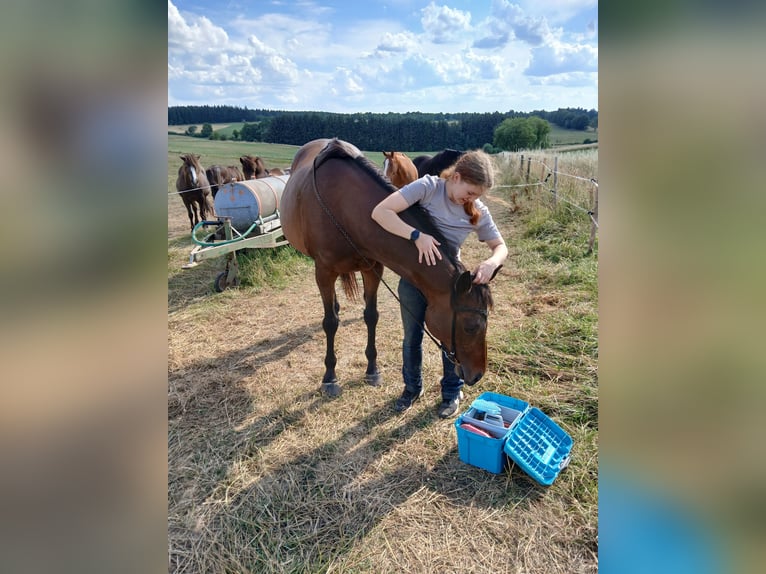 Pur-sang anglais Jument 14 Ans 160 cm Bai in Hellenthal