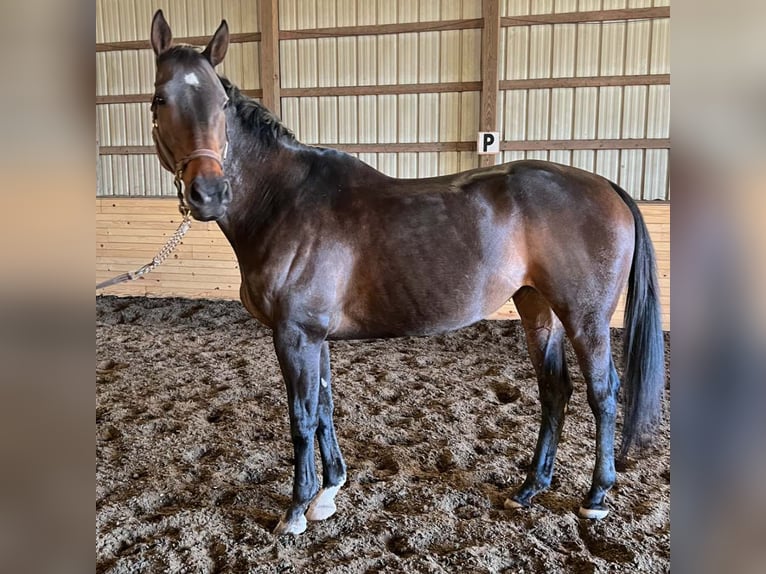 Pur-sang anglais Jument 14 Ans 163 cm Bai brun in Zionsville