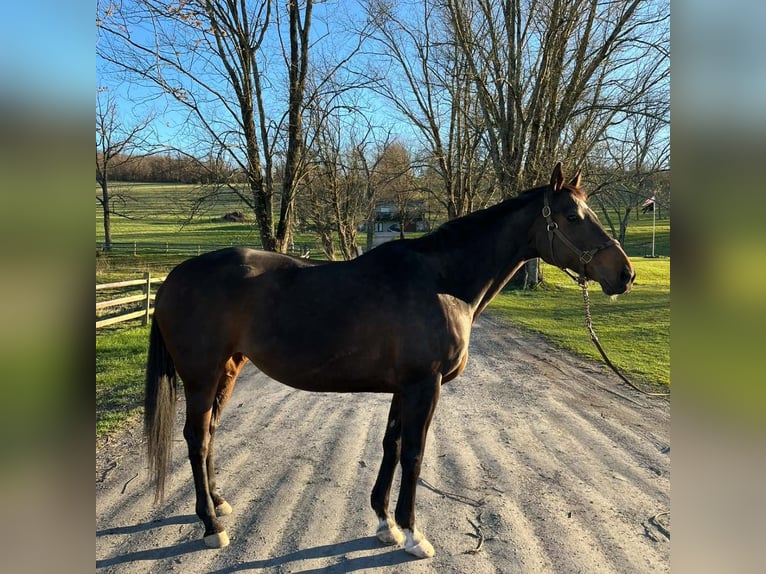 Pur-sang anglais Jument 14 Ans 163 cm Bai brun in Zionsville