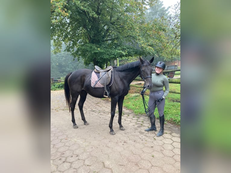 Pur-sang anglais Jument 14 Ans 168 cm Noir in Hamburg Lemsahl-Mellingstedt