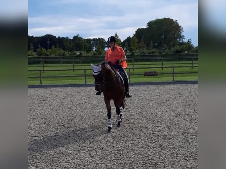 Pur-sang anglais Jument 14 Ans 170 cm Bai clair in Steinhagen