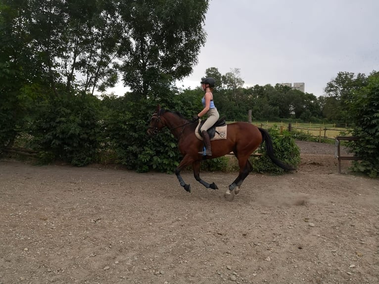 Pur-sang anglais Jument 15 Ans 155 cm Bai in GroißenbrunnBreitensee